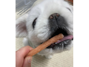 ☆モデル犬卒業後、里親さん宅での様子☆